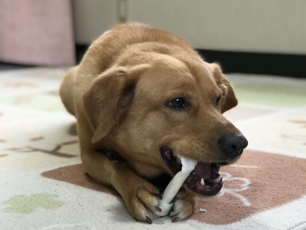 歯磨きガムを噛む犬
